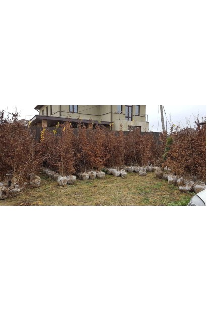 Граб звичайний (хлист)